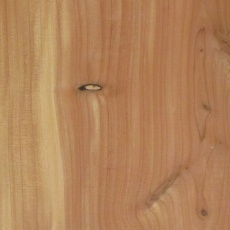 カイヅカイブキの木目