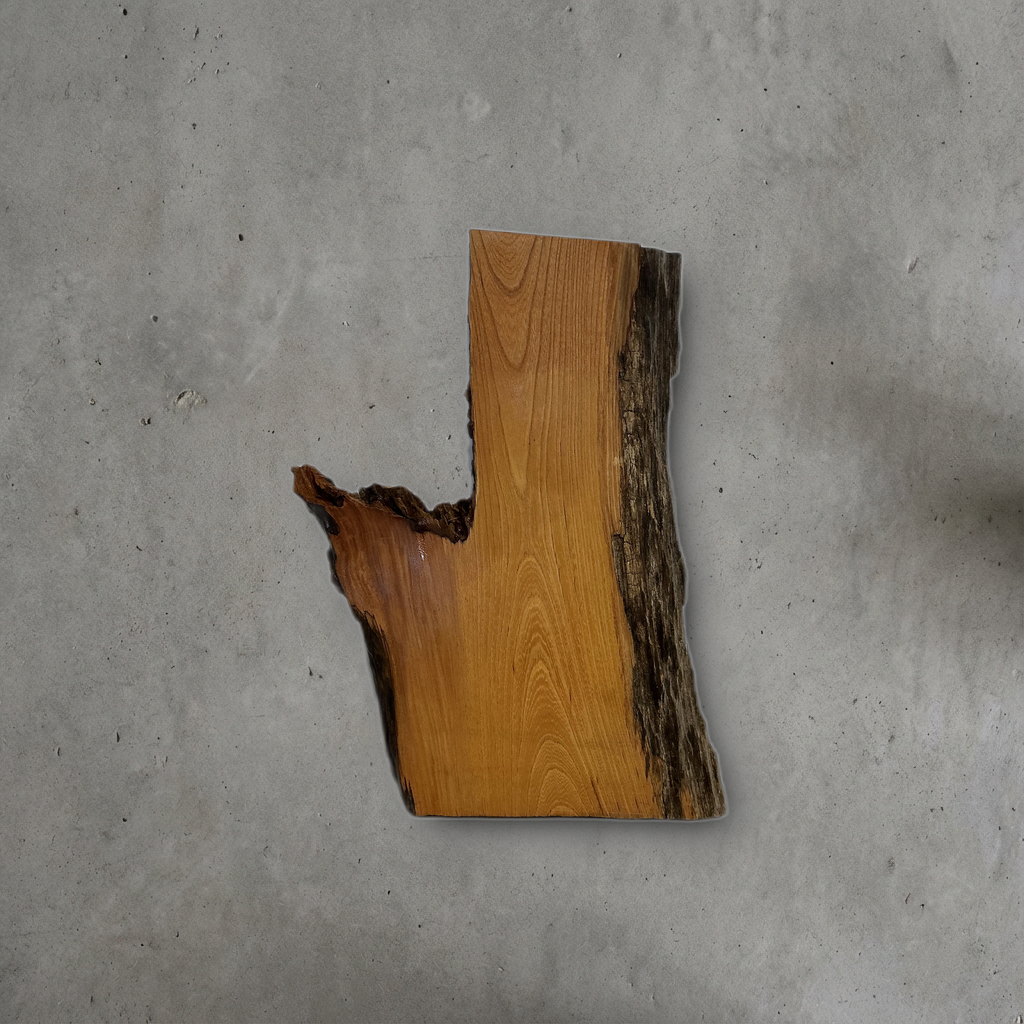 ケヤキ No.10 — 240 mm x 500 mm x 25 mm